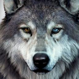 digitoonAvatar