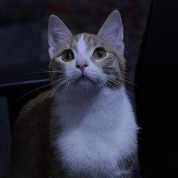 digitoonAvatar